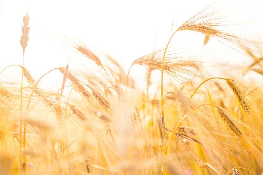 copertina grano